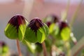 Oxalis deppei tetraphylla group of green leaves in dayligt, lucky clover ornamental beautiful flower