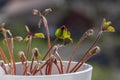 Oxalis deppei tetraphylla group of green leaves in dayligt, lucky clover ornamental beautiful flower Royalty Free Stock Photo