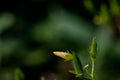 Oxalis Dillenii Flower Growing In Meadow