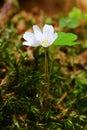 Oxalis flower