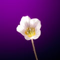 Oxalis flower