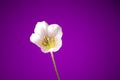 Oxalis flower