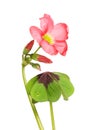 Oxalis flower and foliage