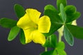 Oxalis flower in garden