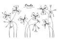 Oxalis flower and leaf hand drawn botanical illustration with line art