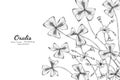 Oxalis flower and leaf hand drawn botanical illustration with line art