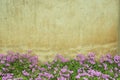 Oxalis flower wall