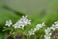 Oxalis flowers of purple color growing in a garden