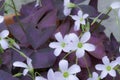 Oxalis flowers and purple leaves growing in a garden