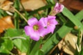 Oxalis flowers in the wild, closeup