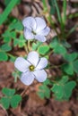 (Oxalis incarnata) common pale pink-sorrel during spring, Cape Town Royalty Free Stock Photo