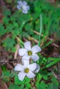 (Oxalis incarnata) common pale pink-sorrel during spring, Cape Town Royalty Free Stock Photo