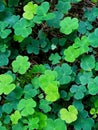 mountain woodsorrel, wood shamrock, sours and white woodsorrel. Royalty Free Stock Photo