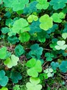 mountain woodsorrel, wood shamrock, sours and white woodsorrel.