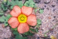 Oxalis obtuse common yellow-eye woodsorrel during spring