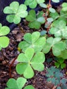 Oxalis oregana , known as redwood sorrel or Oregon oxalis grow beautiful