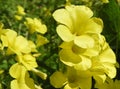 Oxalis pes-caprae or African wood-sorrel or Cape sorrel bright yellow flowers closeup Royalty Free Stock Photo