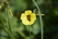 Wild yellow flower with bee. Oxalis pes-caprae,Cape Sorrel, Bermuda Buttercup