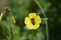 Wild yellow flower with bee. Oxalis pes-caprae,Cape Sorrel, Bermuda Buttercup