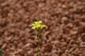 Wild yellow flower. Brown background.Oxalis pes-caprae,Cape Sorrel, Bermuda Buttercup Royalty Free Stock Photo