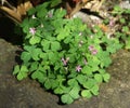 Oxalis plant