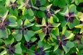 Oxalis tetraphylla, Deppei. False Four - Leaved Clover, Happy CLover. Top View Abstract Natural background.