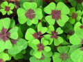 Oxalis tetraphylla, `Lucky clover` and `lucky leaf`, green clover top view floral background or wallpaper. Iron Cross. Royalty Free Stock Photo