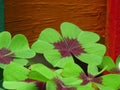 Oxalis tetraphylla, `Lucky clover` and `lucky leaf`, green clover top view floral background or wallpaper. Iron Cross. Royalty Free Stock Photo