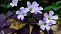 Oxalis Triangularis, Butterfly flower with purple leaves with a purplish-white crown. Royalty Free Stock Photo