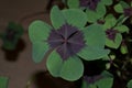 Shamrock `Iron Cross`