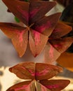 Oxalis triangularis flowers with light in the morning Royalty Free Stock Photo