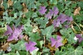 Oxalis triangularis grows between hedera helix Royalty Free Stock Photo