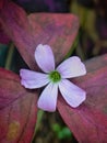 Oxalis triangularis, with its deep purple, butterfly-shaped leaves and delicate pink blossoms Royalty Free Stock Photo
