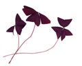 Purple Butterfly Plant