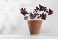 Oxalis triangularis or Purple shamrock