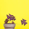 Oxalis Triangularis Royalty Free Stock Photo