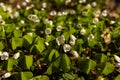 Oxalis wood sorrel shamrock white spring flowers forest clover on natural background. Close up.