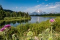 Oxbow Bend in Grand Teton National Park. Defocused nodding thistle weed in the front. Snake River in photo