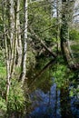 Stream and Trees, Oxburgh Hall, Oxborough, Norfolk, England, UK Royalty Free Stock Photo
