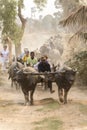 Oxcart trip