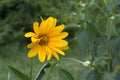 Oxe eye Heliopsis scabra grows in summer garden. Bright yellow flower on blured green background Royalty Free Stock Photo