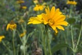 Oxe eye Heliopsis scabra grows in summer garden. Bright yellow flower on blured green background Royalty Free Stock Photo