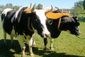 Oxen Royalty Free Stock Photo