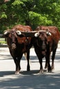 Oxen Royalty Free Stock Photo