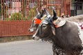 Decorated oxen