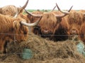 Oxen. Cattle
