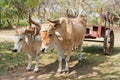 Oxen in Cuban Farm Royalty Free Stock Photo