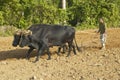 Oxen and man plowing field in the Valle de ViÃ¯Â¿Â½ales, in central Cuba
