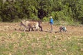 Oxen, man and two black boys plowing field in the Valle de ViÃ¯Â¿Â½ales, in central Cuba