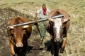 Oxen and plough Royalty Free Stock Photo